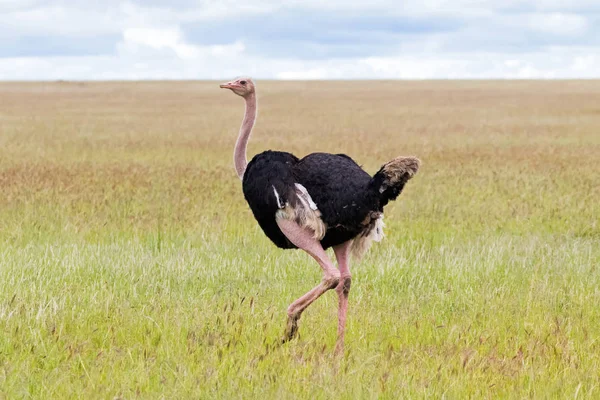 depositphotos_232246330-stock-photo-male-african-ostrich-bird-with
